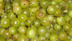 Gooseberries