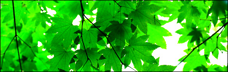 Maple leaves