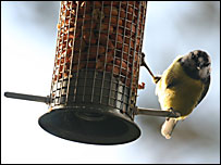 Blue tit on a feeder