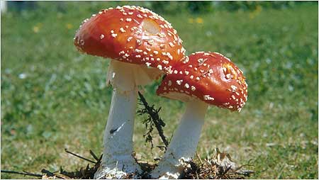 Fly Agaric 