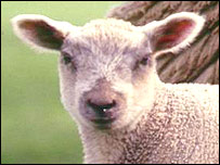 A lamb