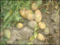 کچالو
