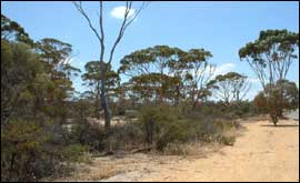 Wongan Hills