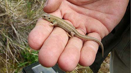 Sand lizard