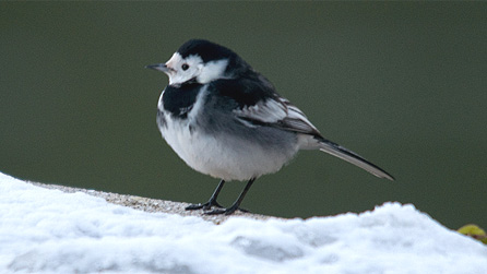 pied_wagtail.jpg
