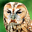 Tawny Owl