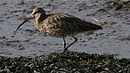 Curlew. Photo: Alan Crawshaw