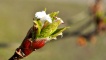 Bud on the Viburnum grandiflorum