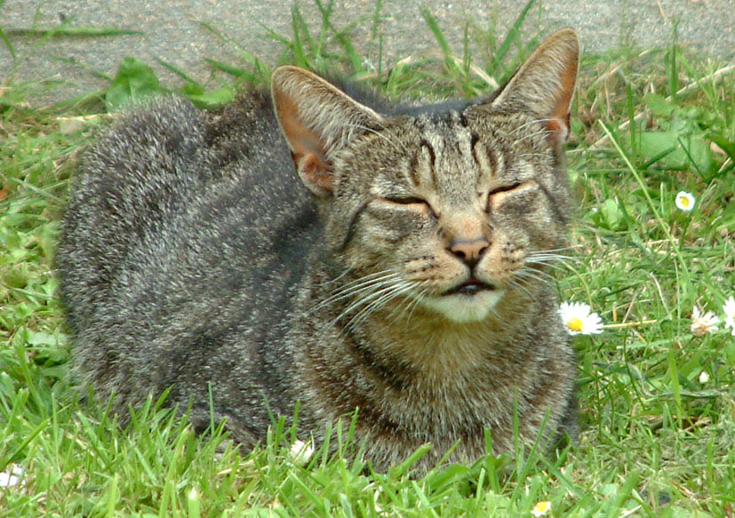 Please help us find Claude.