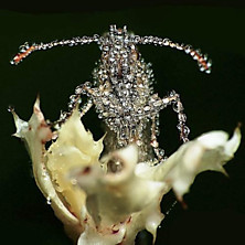 Review of Eye Contact