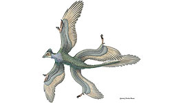 Feathered dinosaur