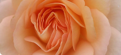  News from the show (Image: Rosa 'New Beginnings')