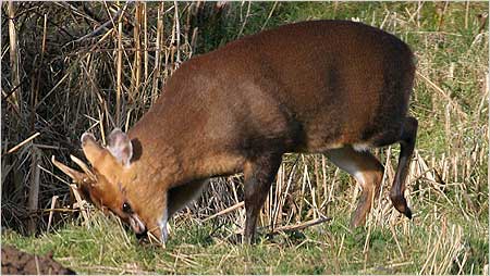 Muntjac Deer c/o Margaret Holland