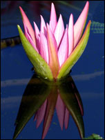 A lily on a pond