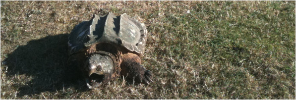 It's an American alligator snapping turtle