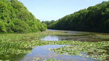 Bosheston lily ponds by Jon Scott