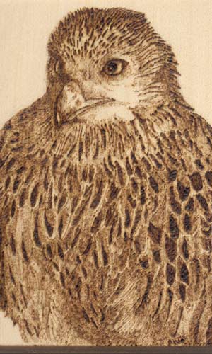 red-kite-etch.jpg