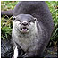 Otter c/o PA Images