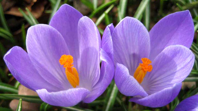 Crocus