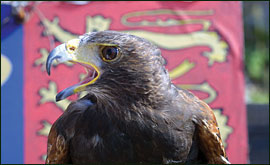 Bird of prey with flag in background