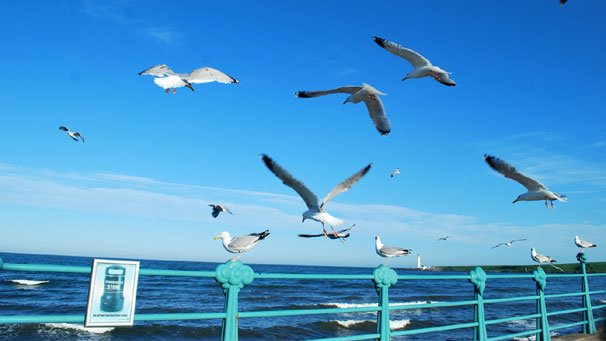 Jim Buchan and pals were enjoying a fish supper at Montrose beach where they were soon joined by some hungry interlopers...