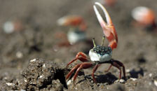 fiddler crab