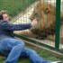 Joel gets comfy with this Lion