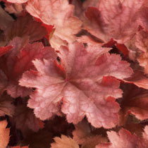 Heuchera 'Peach Flambe'