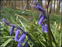 bluebells