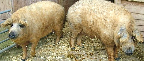 Mangalitzas - Pig Paradise Farm, Wiltshire