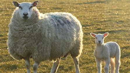 sheep_lamb.jpg