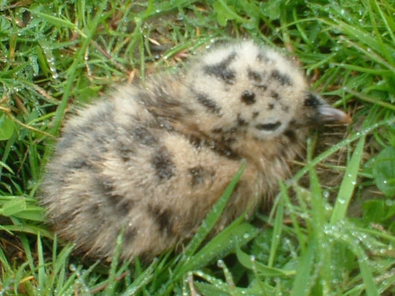 4. Nest, 4th June 2006.