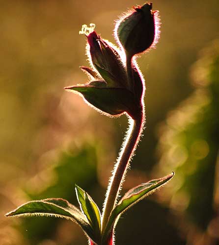 A lovely, backlit plant taken at Penrhos coastal plant by Nicci Walker.