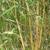 Phyllostachys aurea