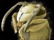 Imagem microscópica de uma vespa (Foto: Steve Gschmeissner / Science Photo Library)