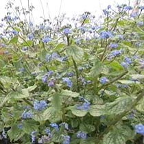 Brunnera 'Jack Frost'