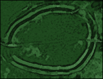 Plan of Barbury Castle