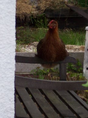 Kentucky on the Bench