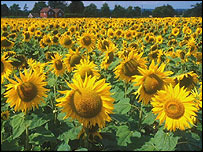 آفتاب گردان