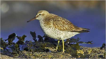 Knot c/o Jaybee and NE Wildlife