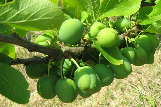 Plum tree