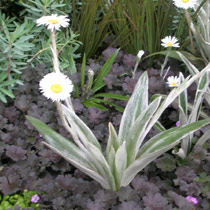 Celmisia verbascifolia