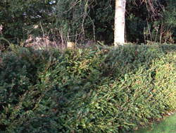 Yew Hedge by Rosanna Ballentine