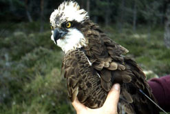 tagged osprey