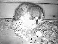 Peregrine Falcon and egg