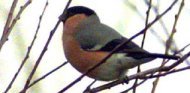 an image of a bullfinch.