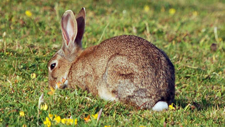 rabbit_446.jpg