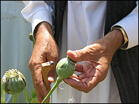 پوست کی کاشت پر طالبان حکومت نے پابندی لگا دی تھی