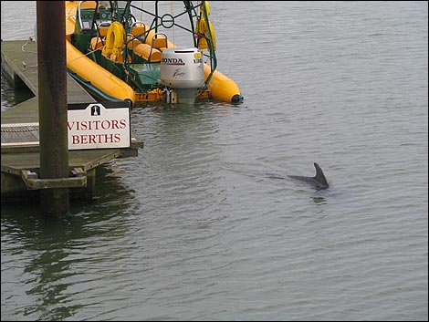 Dolphin - Whitehaven