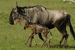 wildebeest and calf